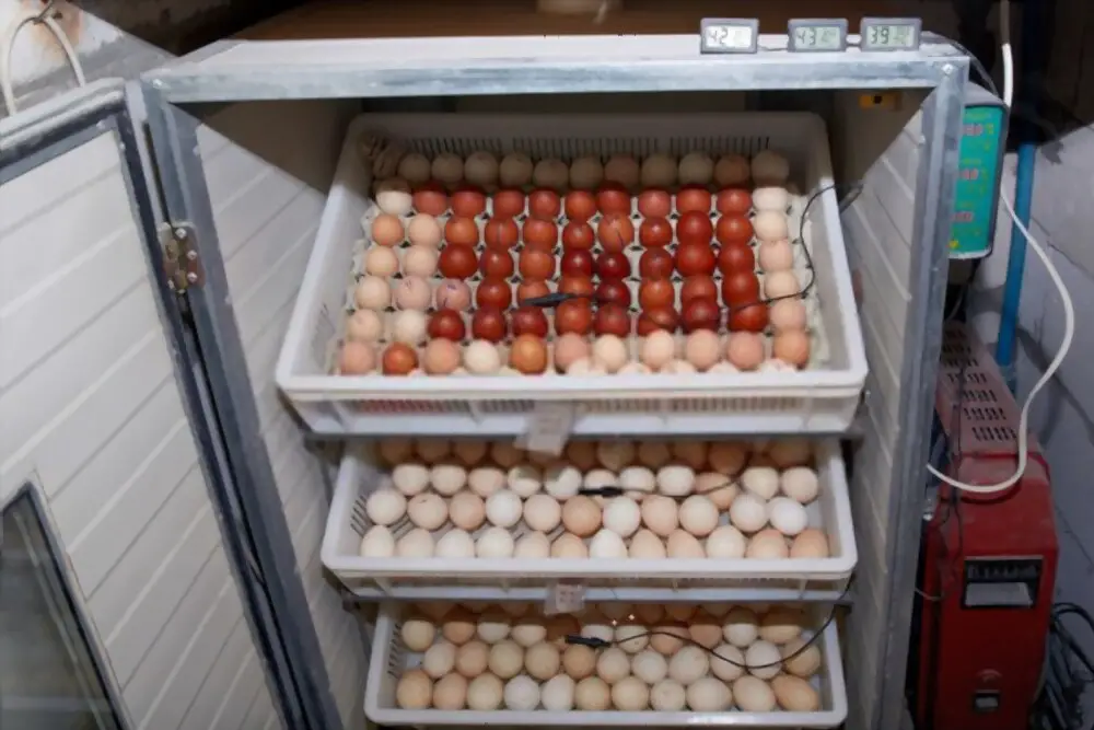 Egg Incubators 101