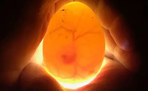 fertilized chicken egg