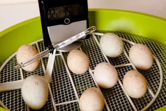 incubating turkey eggs