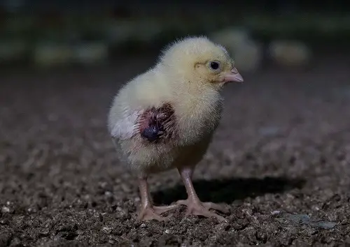 injured chick