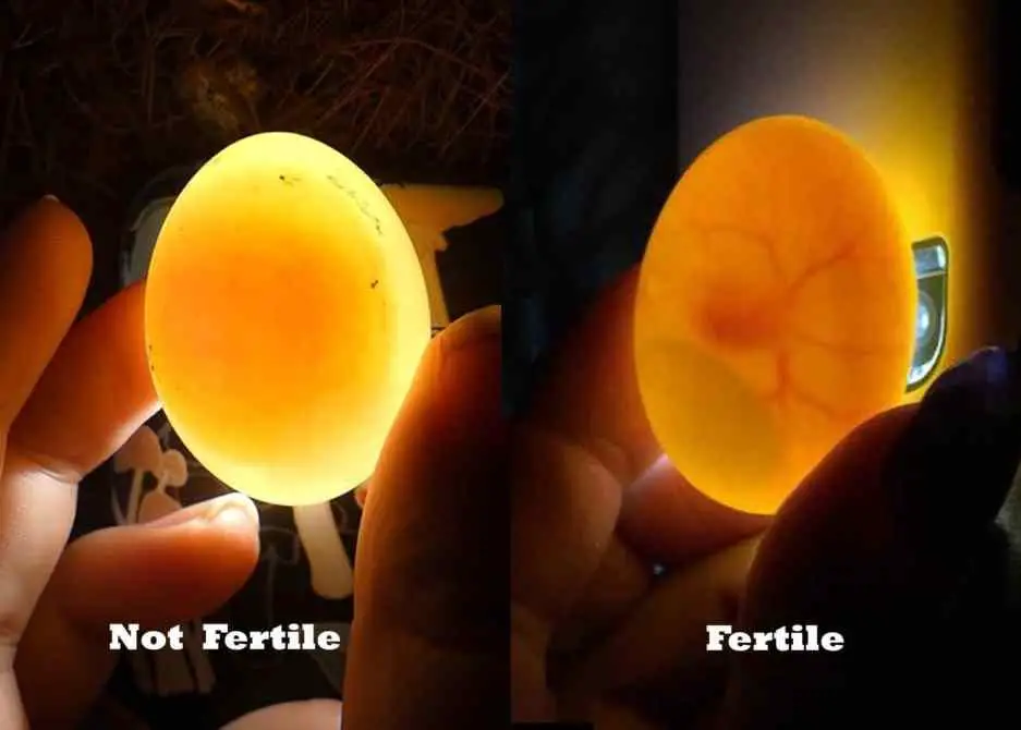 fertile vs infertile egg