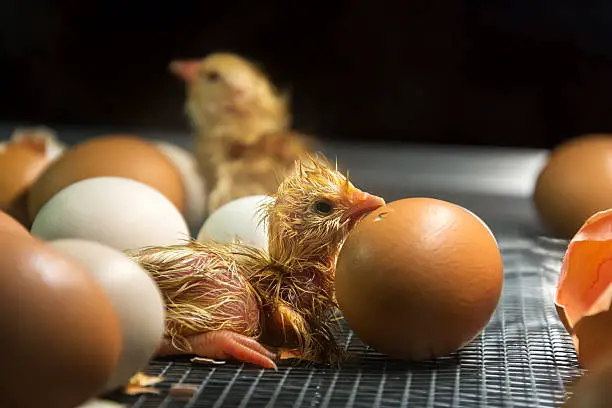 Incubating chicken eggs