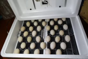 chicken egg incubation mistakes