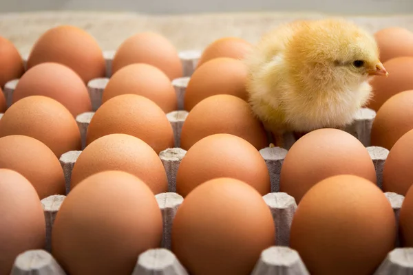 choosing the best eggs for hatching