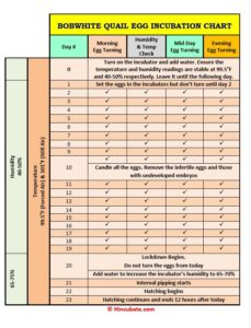 How to Incubate Quail Eggs + Incubation Chart - Hincubate
