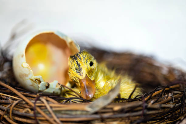 Duck egg incubation