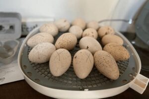 Turkey Egg Incubation