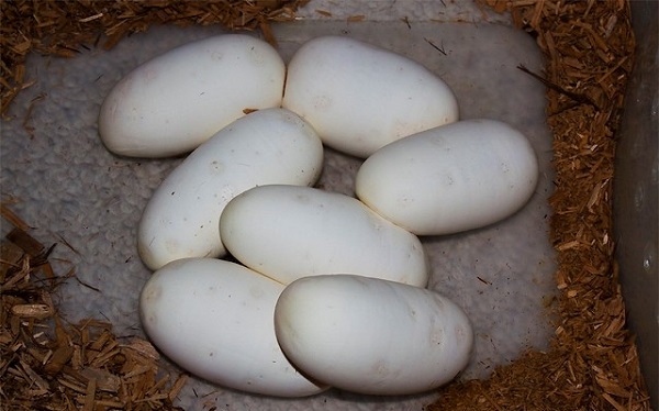 Ball python egg incubation