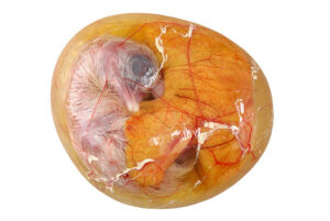 Chicken embryo