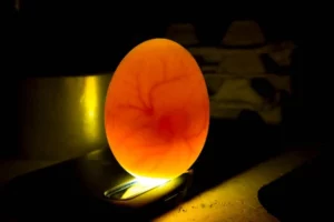 Egg candling