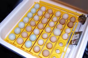 Egg turner
