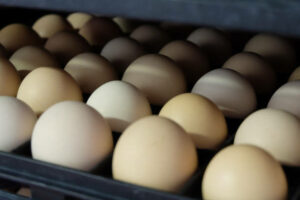 hatching eggs storage