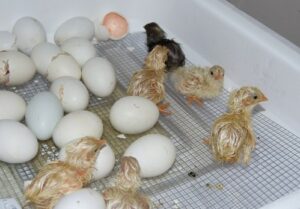 cleaning an incubator after a hatch