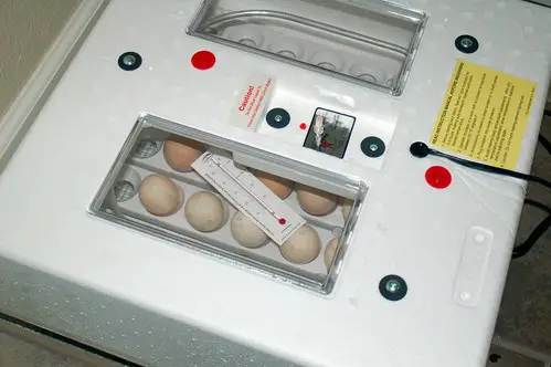 Egg incubator for sale