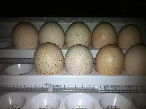 Turkey egg incubation calculator