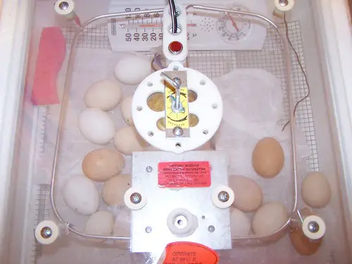 Egg incubator humidity tips