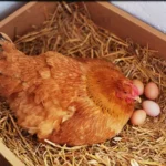 Hatch chicken eggs without an incubator