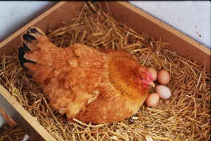 Hatch chicken eggs without an incubator