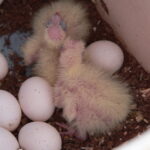 Cockatiel eggs and chicks