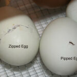 Egg pipping and zipping