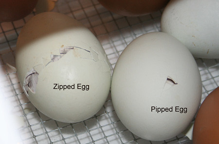 Egg pipping and zipping