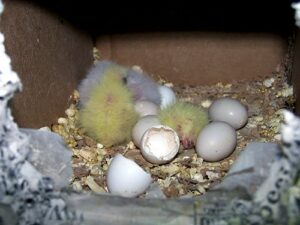 Hatch cockatiel eggs
